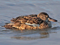 Blue-winged Teal x Northern Shoveler hybrid